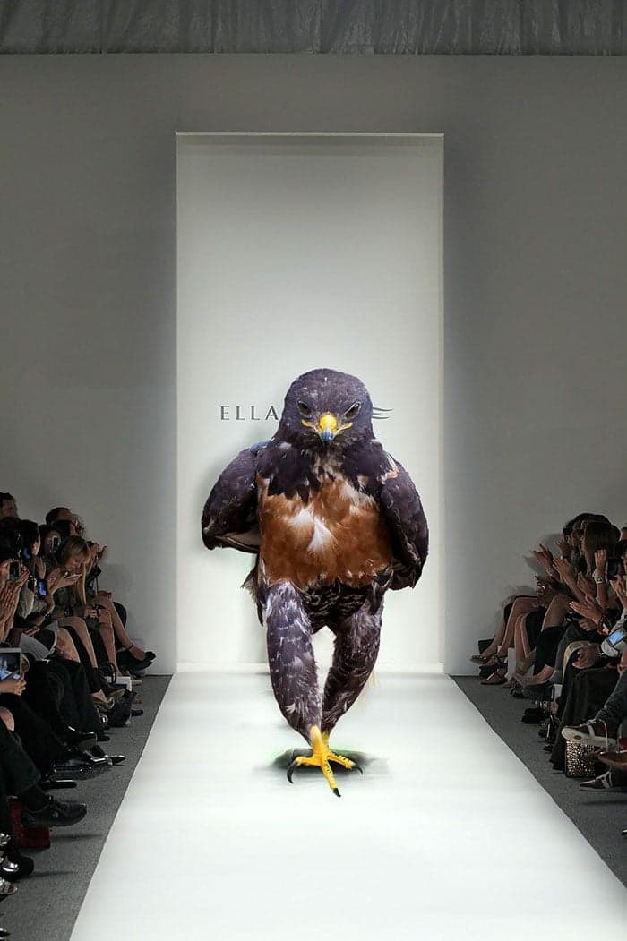 This-Hawk-Photoshop-Battle-Is-Epic-09