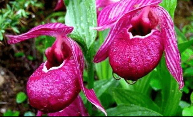 Las flores más únicas del planeta.