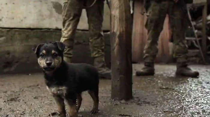 Los militares ucranianos rescatan a un cachorrito y se convierten en su protector leal.