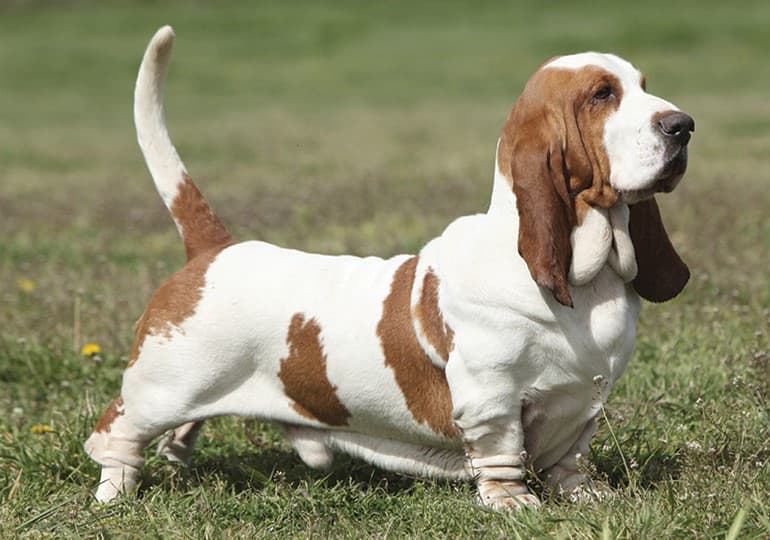 Basset Hound 9 de las mejores razas de perros familiares | su belleza