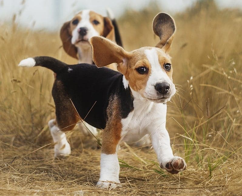 Beagle 9 de las mejores razas de perros familiares | su belleza