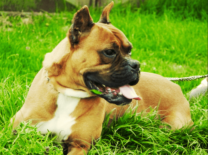 Boxer |: 9 de las mejores razas de perros familiares | su belleza