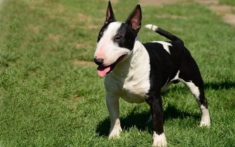 Bull Terrier | 9 de las mejores razas de perros familiares | su belleza