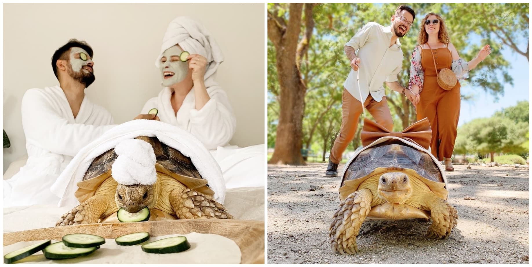 La pareja tiene una tortuga llamada Ethel como mascota, que se ha vuelto viral en Internet.