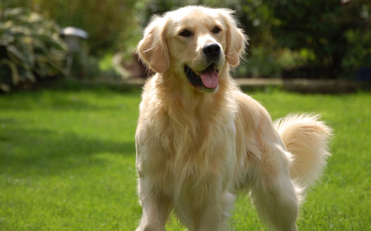 Golden Retriever |: 9 de las mejores razas de perros familiares | su belleza