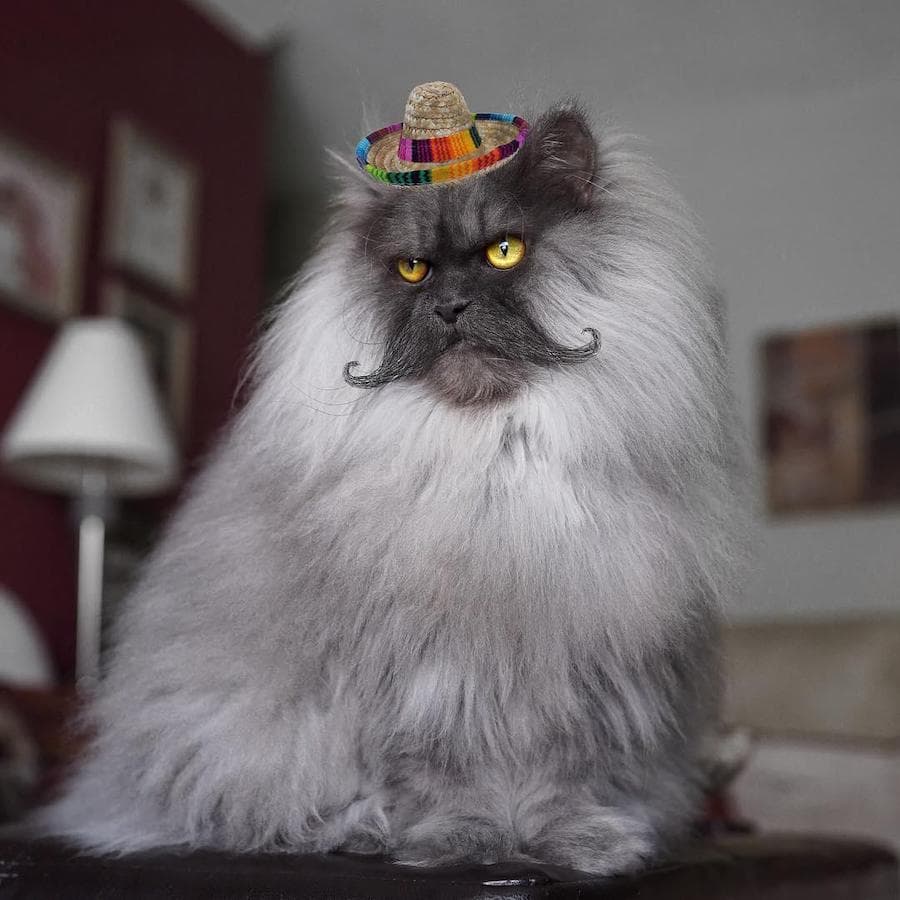 Juno, el gato enojado que te encantará a primera vista #9 | su belleza