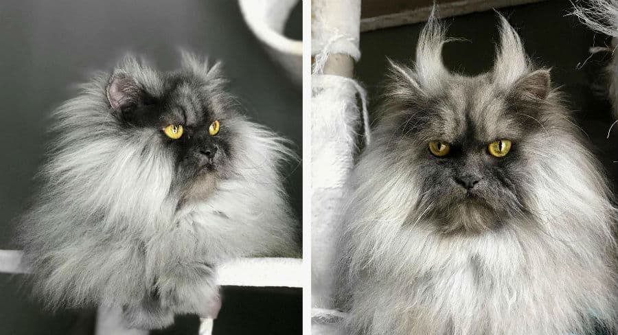 Juno, la gata furiosa que te enamorará desde el primer vistazo.