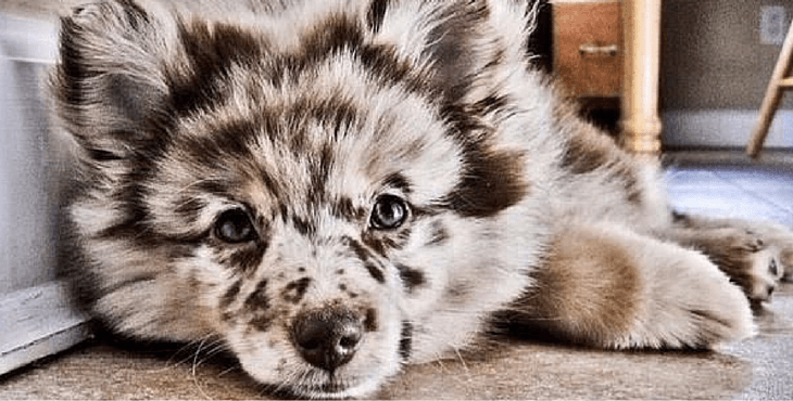 Raza mixta | 9 de las mejores razas de perros familiares | su belleza