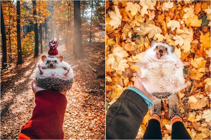 Conjunto cómodo Mr Pokee The Hedgehog te alegrará el día | su belleza