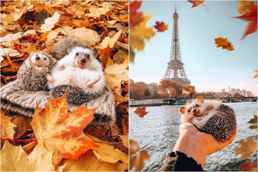 Paris Mr Pokee The Hedgehog te alegrará el día | su belleza