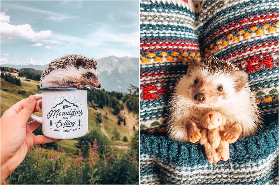 Envuélvete en cálidas mantas Mr Pokee The Hedgehog te alegrará el día | su belleza