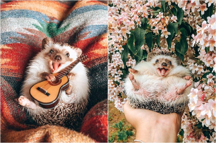 Una pequeña guitarra de Mr Pokee The Hedgehog te alegrará el día | su belleza