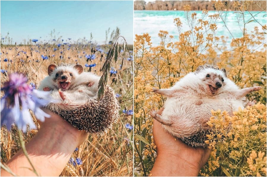 Sesión de fotos entre flores Mr Pokee The Hedgehog te alegrará el día | su belleza