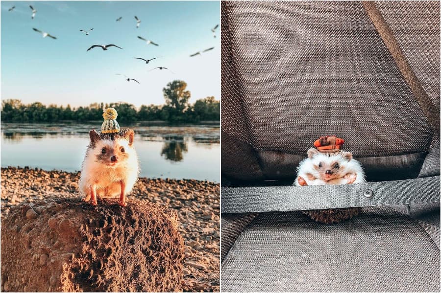 Mr. Pokey viaja con estilo Mr Pokee The Hedgehog te alegrará el día | su belleza