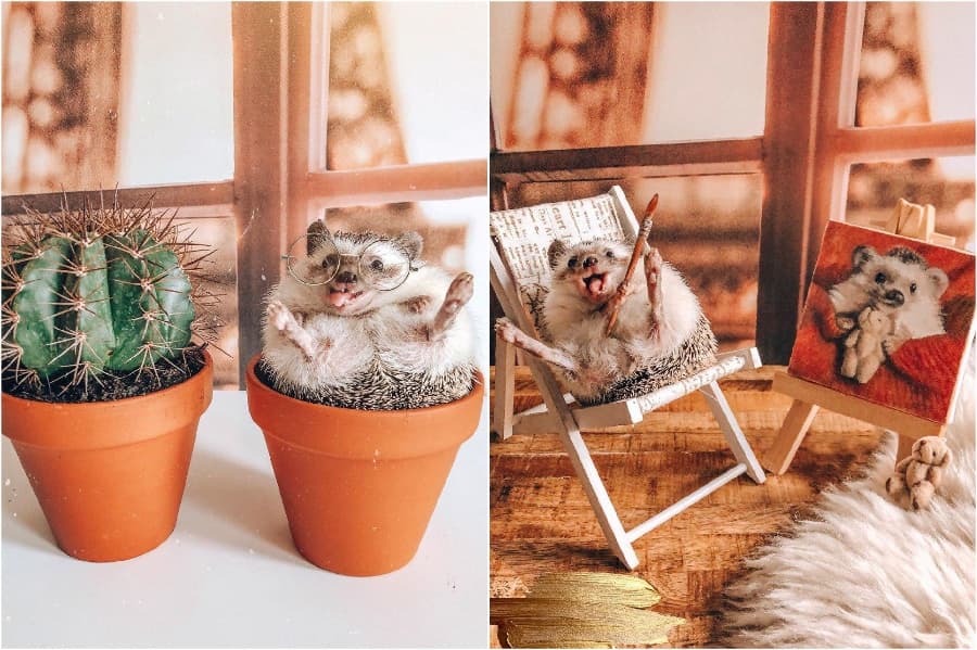Autorretratos | Mr Pokee The Hedgehog te alegrará el día | su belleza
