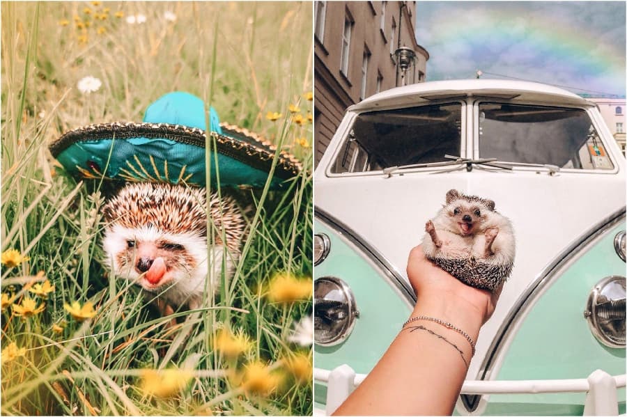 Viaje a México | Mr Pokee The Hedgehog te alegrará el día | su belleza