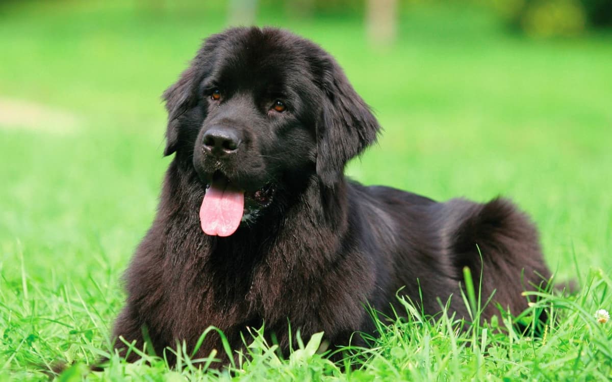 Terranova |: 9 de las mejores razas de perros familiares | su belleza