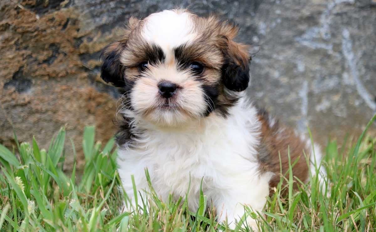 Shih Tzu 9 de las mejores razas de perros familiares | su belleza