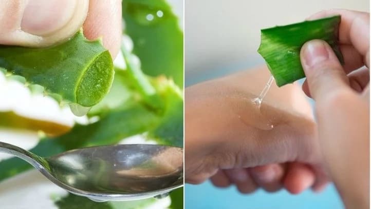 Aloe vera |: 15 remedios naturales que las mujeres indias usan para una piel perfecta | su belleza