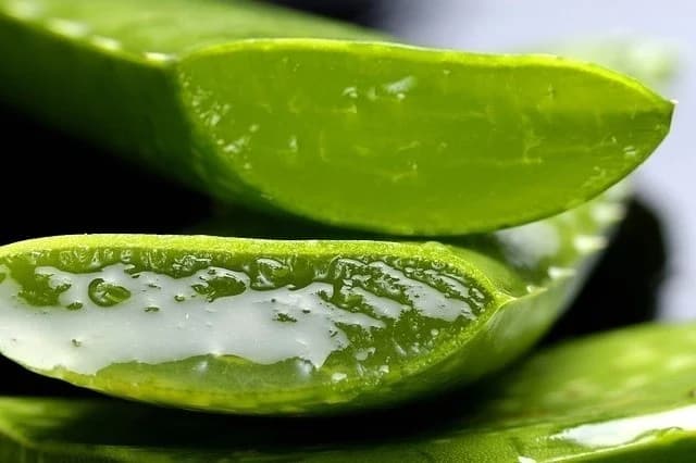 Utilice Aloe Vera 9 sencillos consejos para deshacerse de la piel seca rápidamente Su Belleza
