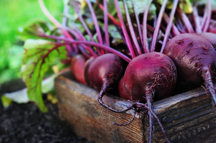 Remolacha |: 11 mejores alimentos para comer en temporada de lluvias | su belleza
