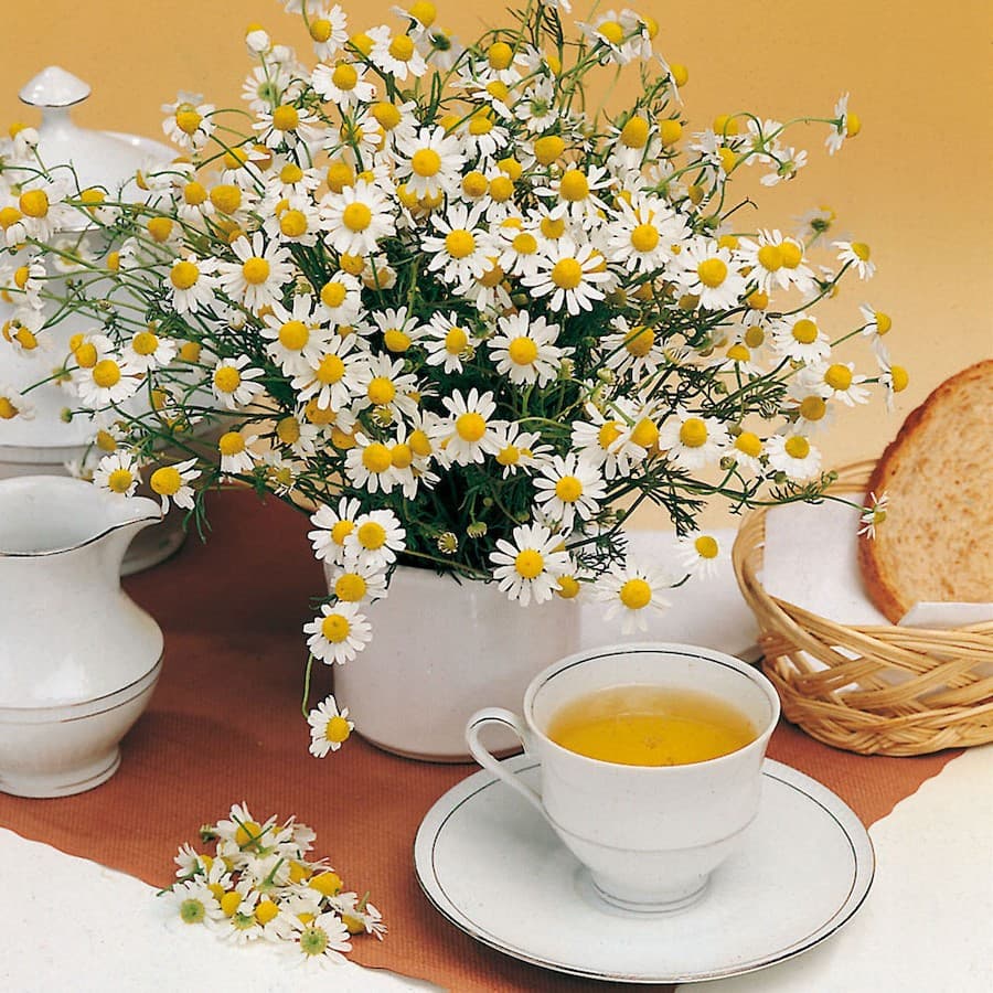 Calma la piel irritada 8 Beneficios del té de manzanilla | su belleza