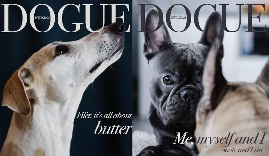Dogue: ¿Qué pasaría si tu perro fuera el protagonista de la portada?