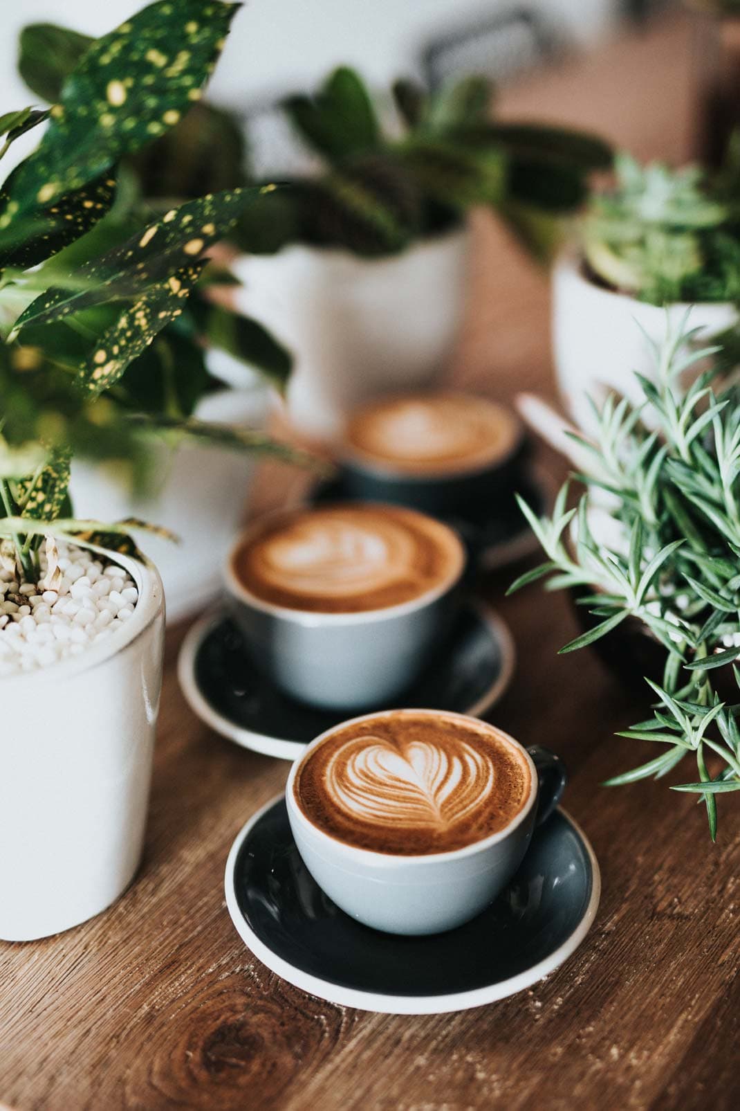 Compostaje de plantas de interior 9 trucos para mantenerse abrigado este otoño | su belleza