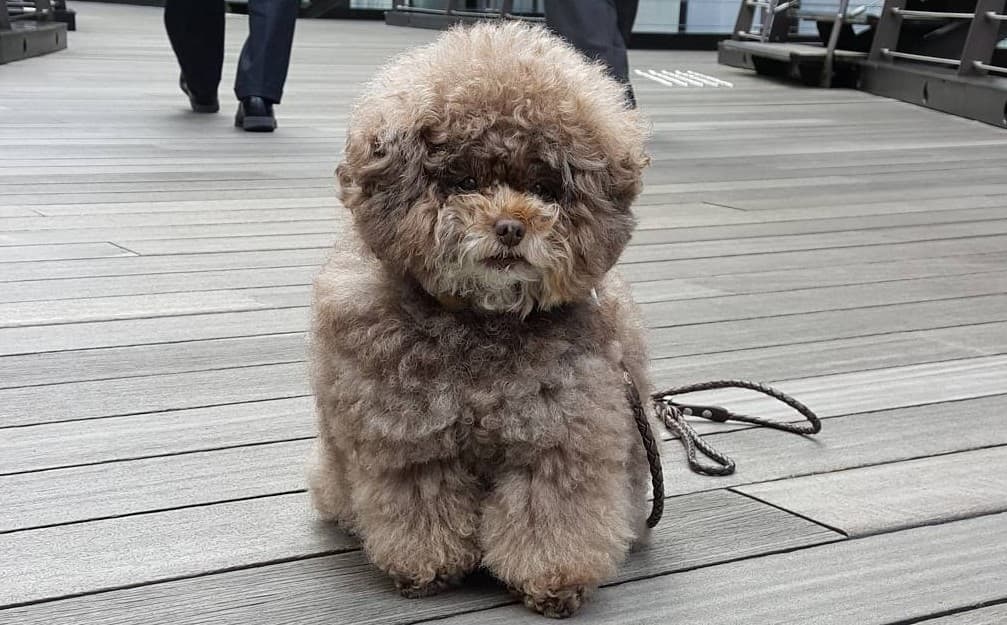 El adorable caniche toy japonés Kokoro es lo más encantador que verás hoy.