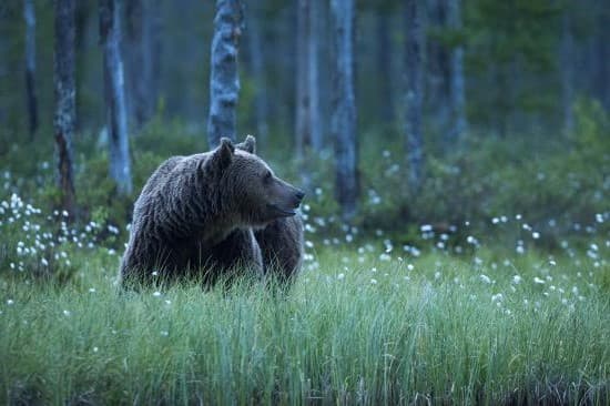 Kuhmo, Finlandia | 8 países de la Noche Blanca para visitar | su belleza