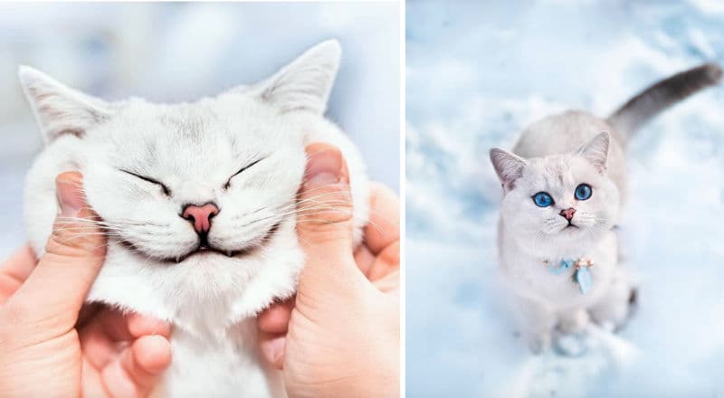 Lyo The Cat es una cuenta en Instagram que no te puedes perder.