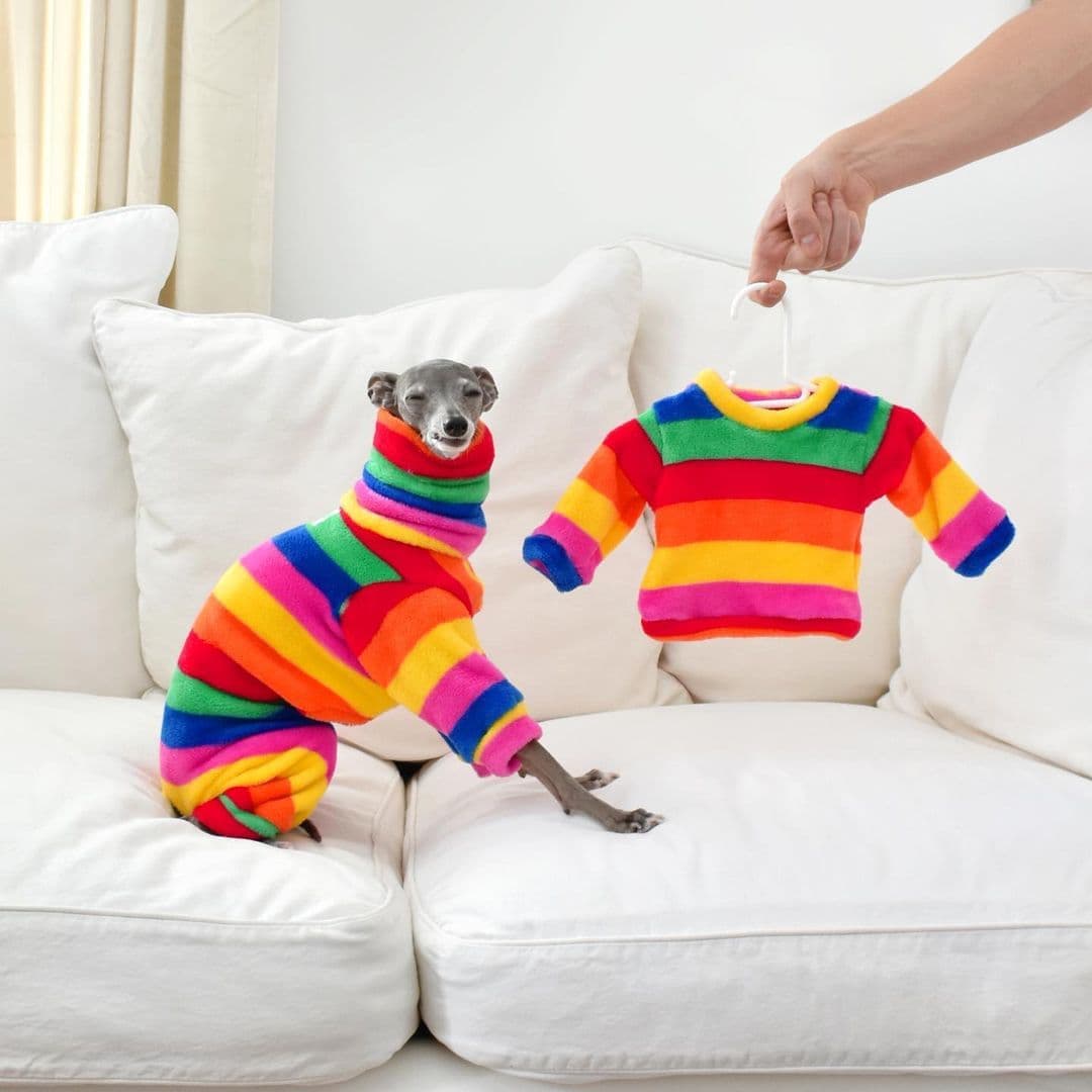 Tika The Iggy Presenta 5 Tendencias para Mascotas Caninas