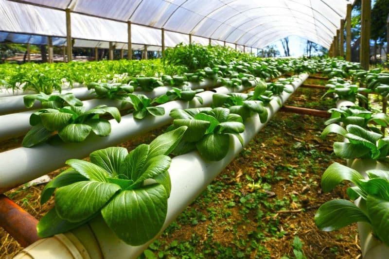 6 tendencias saludables de 2019