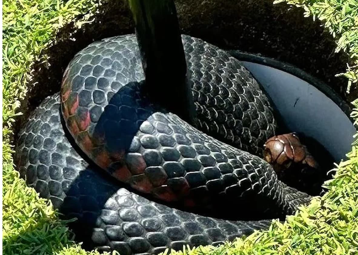 Una serpiente venenosa echa a perder el día de los golfistas.