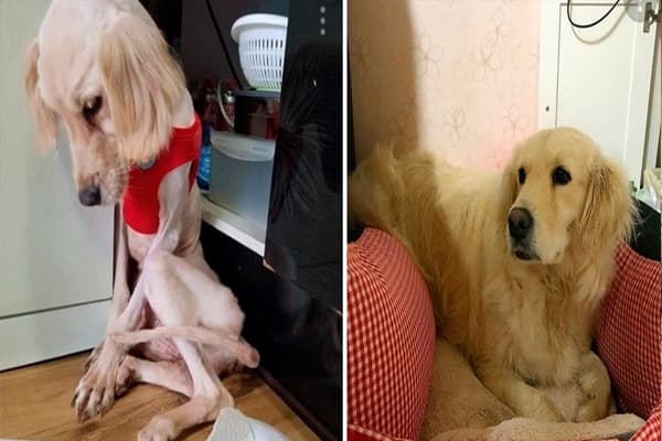 Perro rescatado