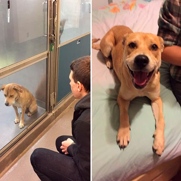 Perro rescatado