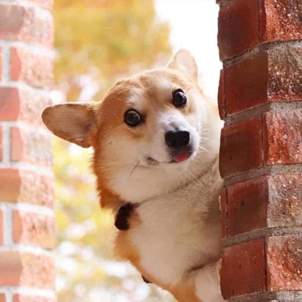 Gen The Corgi