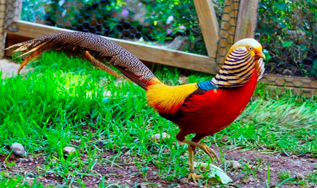 Aves más hermosas y extrañas del mundo