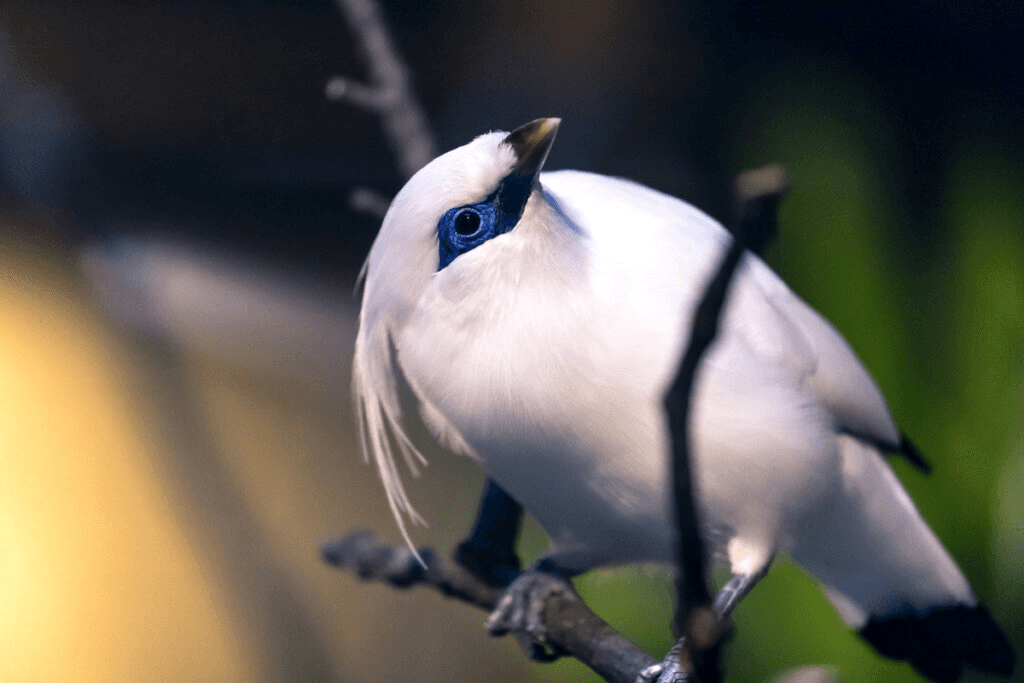 Aves más hermosas y extrañas del mundo
