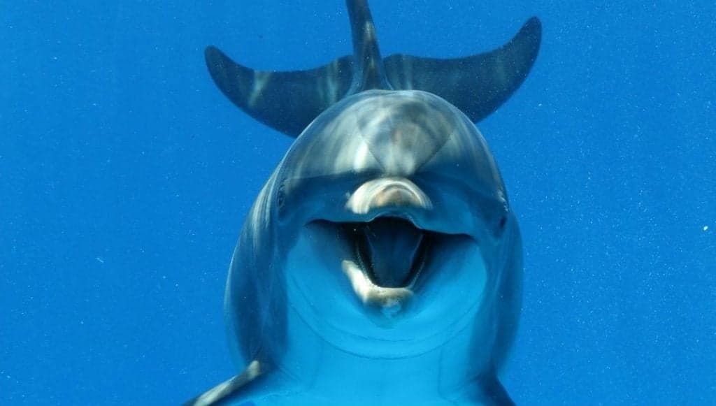 6 razones por las que los tiburones le temen a los delfines