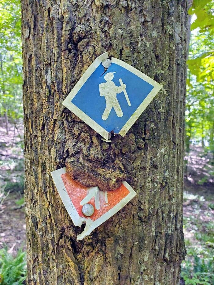 20 fotos raras de árboles que comen cosas a su alrededor