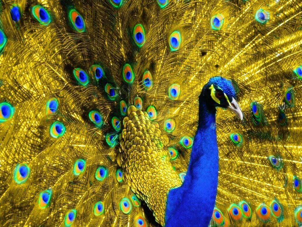 ¡10 pájaros magníficos que te dejarán sin aliento!