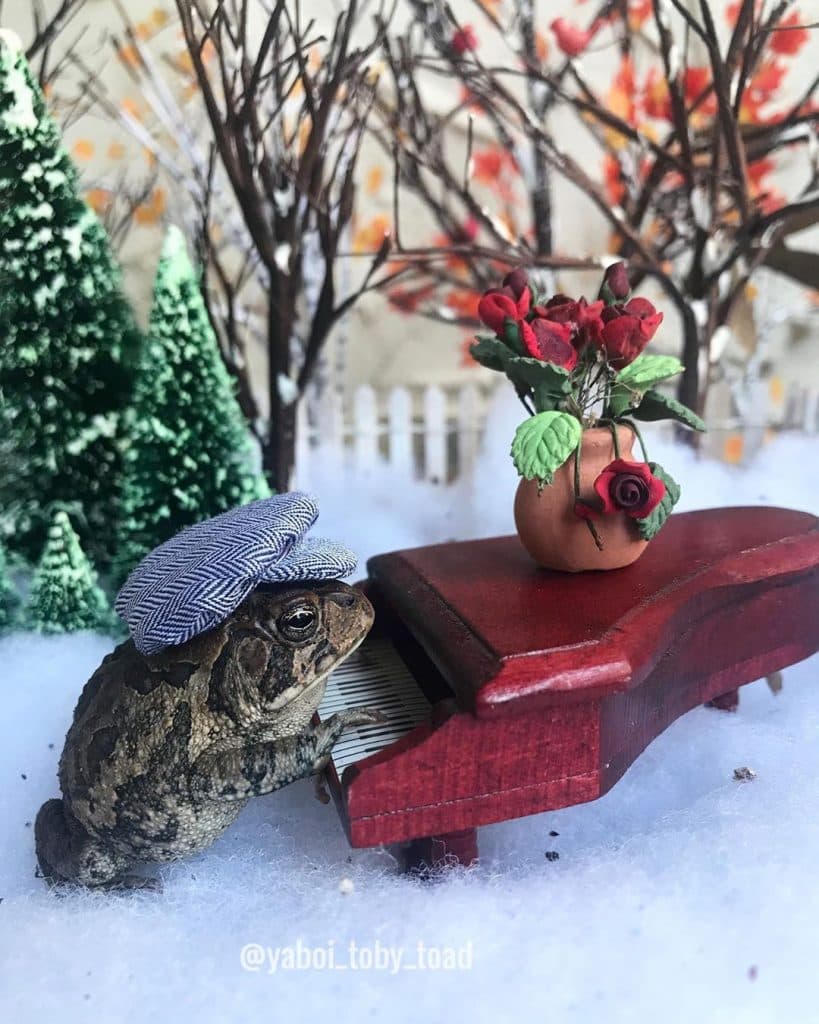 Conoce la nueva moda de Internet: ¡Toby the Toad!