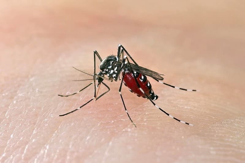 Los insectos más mortíferos del mundo.