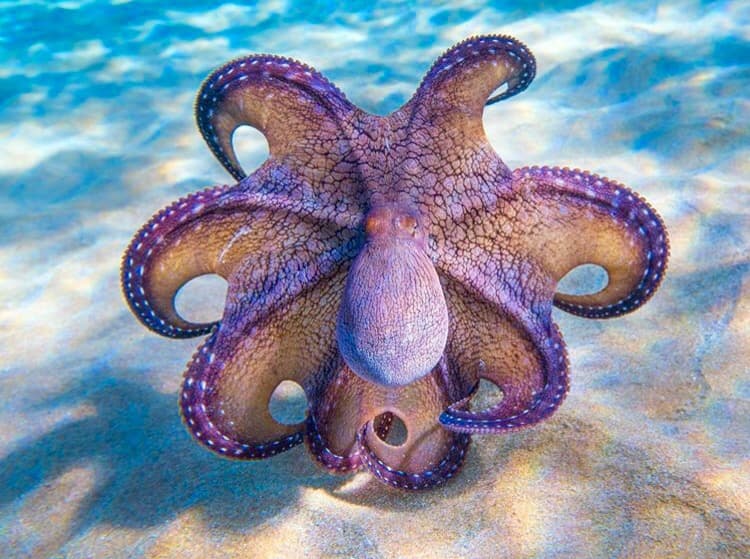 10 datos interesantes sobre el pulpo directamente del pulpo