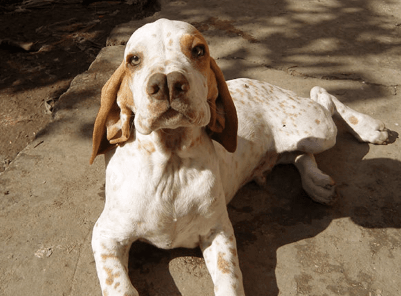 10 razas de perros únicas de todo el mundo