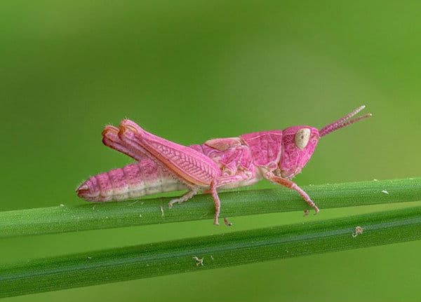 7 animales de colores extraños