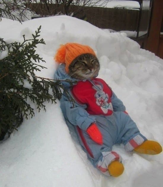 Viste a tus animales con ramas de acebo: 25 animales increíblemente lindos disfrazados para Navidad.