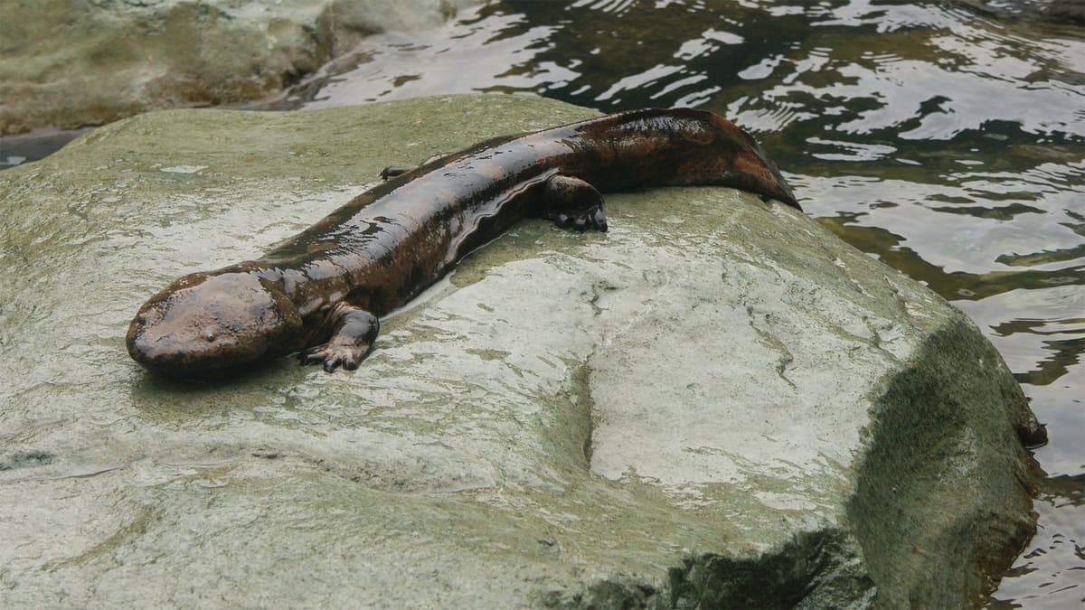 15 de los animales más aterradores que nunca conociste 1
