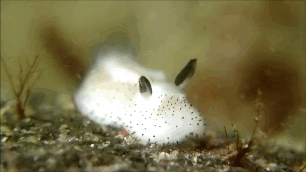 3 criaturas oceánicas de Liland que te darán la cabeza